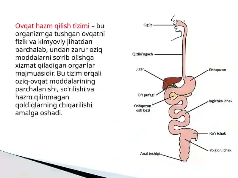 Odam va hayvonlar ingichka Va yo’g’on ichagida ovqat Hazm bo’lisini o’ziga xosligi 3