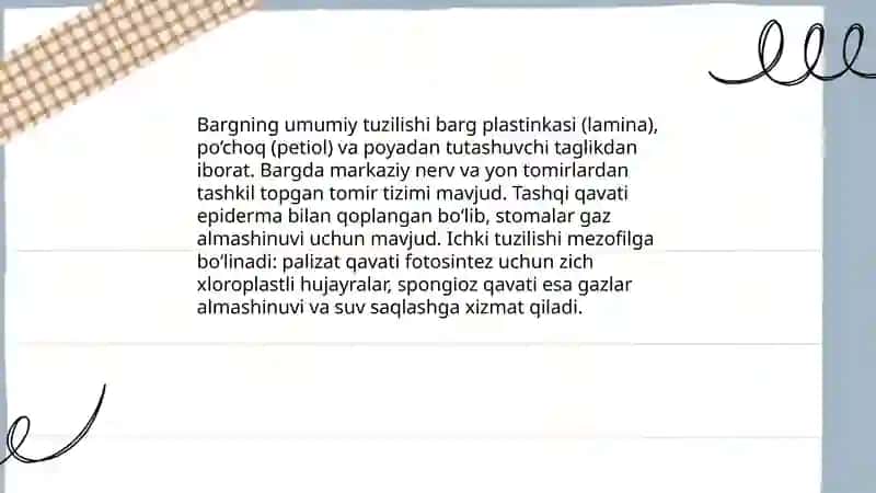 Barg va uning vazifalari 3