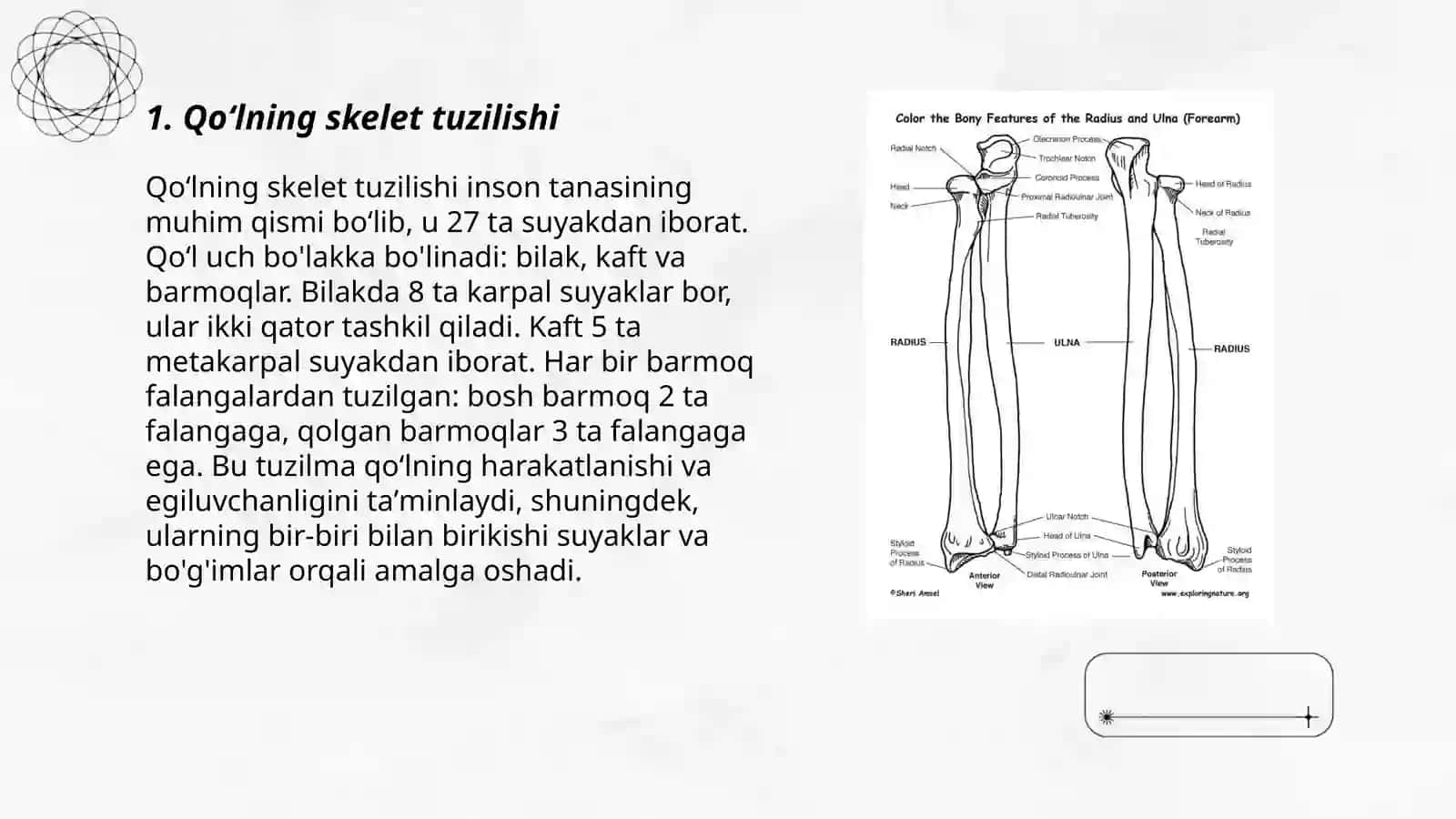 Qoʻl suyaklarining anatomiyasi 3