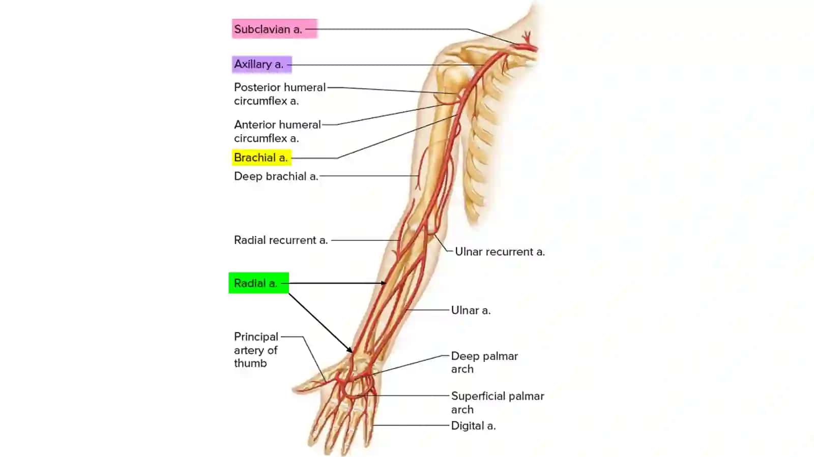 Ma'ruza-12.Yelka-bosh poyasi.Oʻmrov osti arteriyasi. Qoʻlning qon tomirlari 3