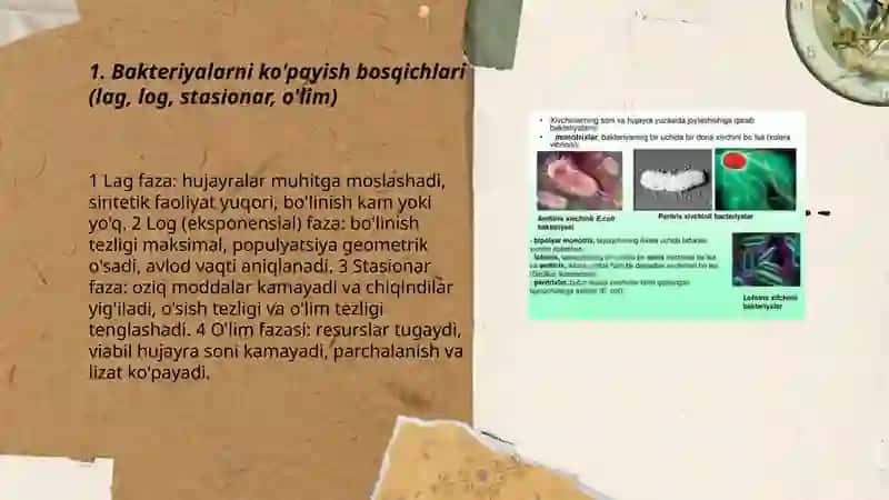 Bakteriyalarning ko'payishi, spora xosil qilishi va sistematikasi 3