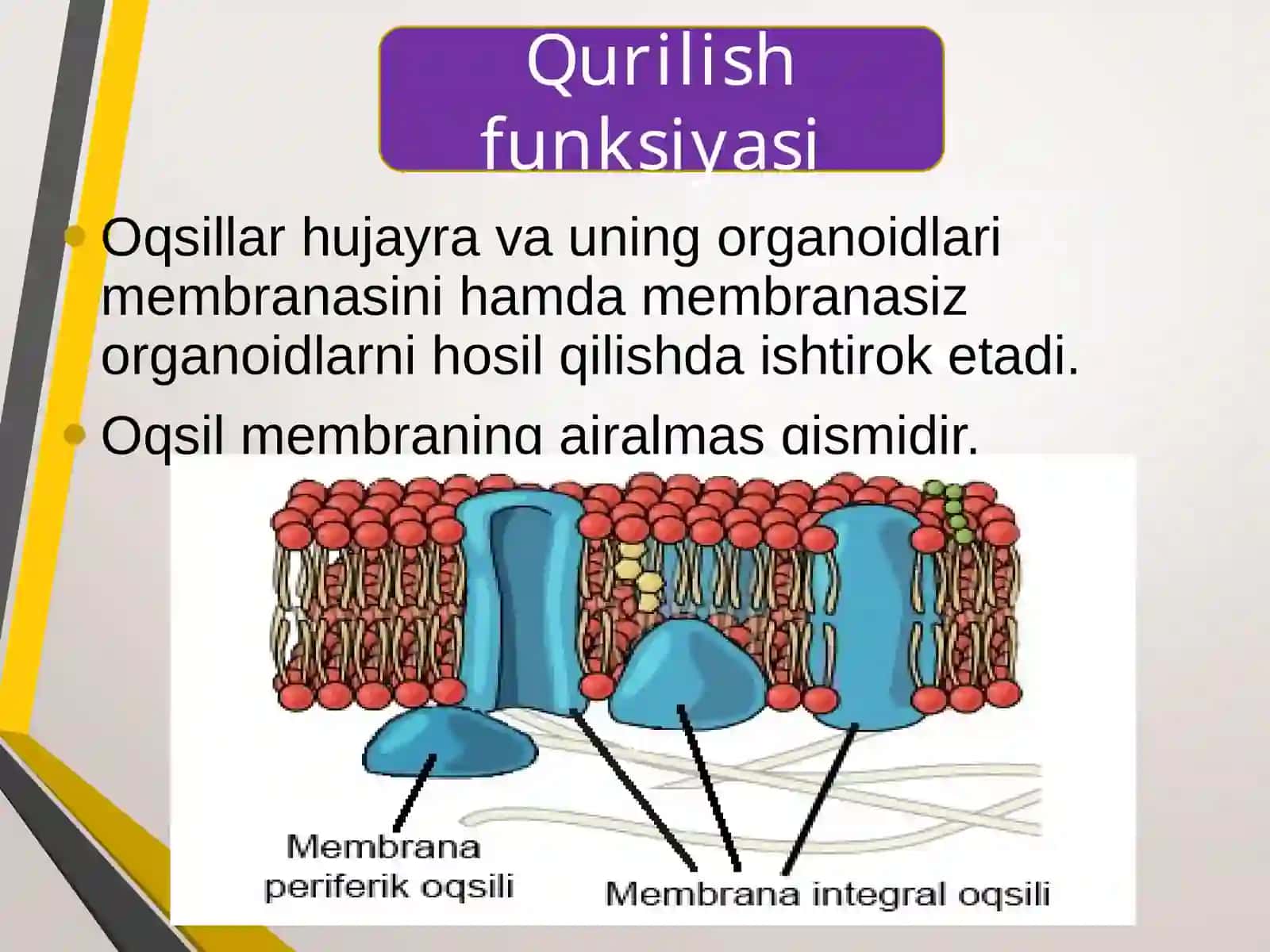 Biologiya 9-sinf Oqsillarning funksiyasi 3