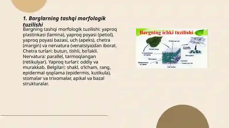 Barglarning tashqi morfologik tuzilishi 3