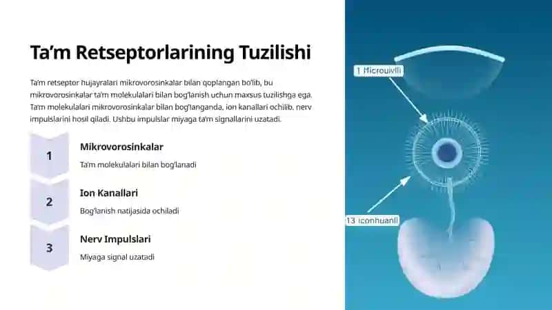 Ta’m Analizatorining Anatomiyasi va Fiziologiyasi 3