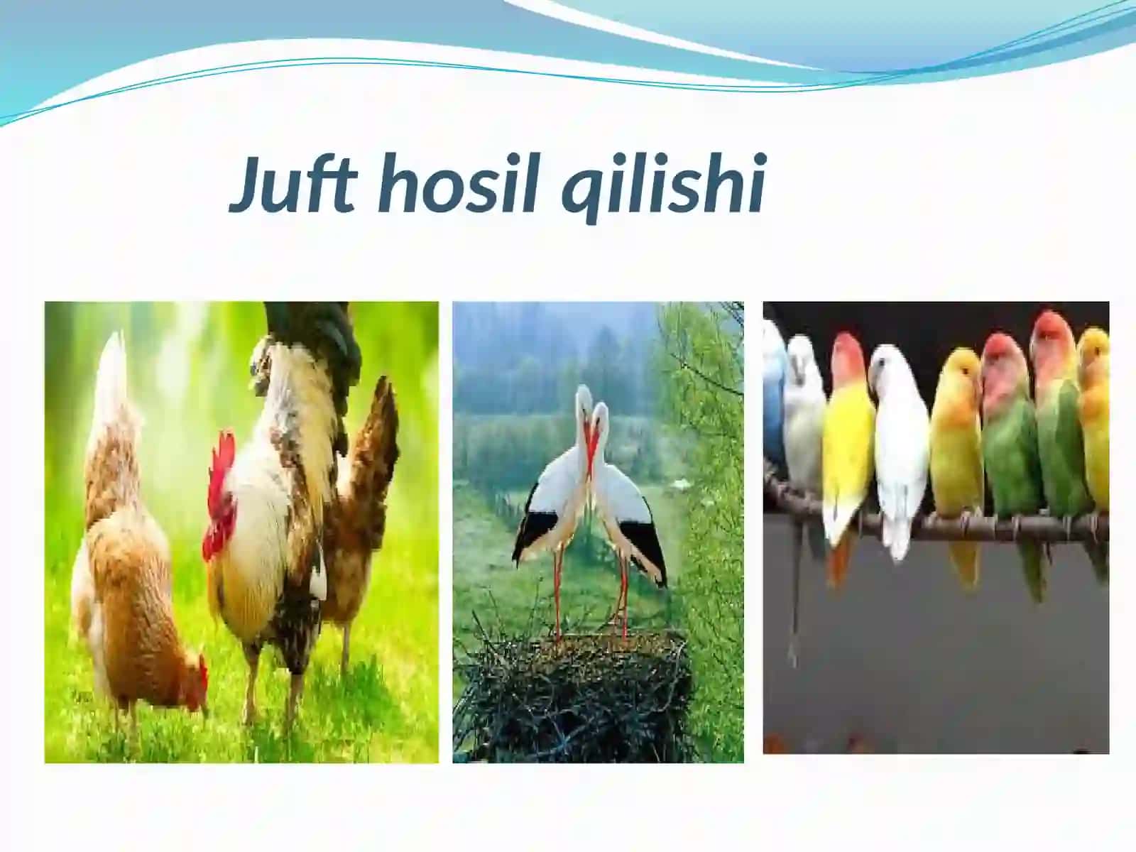 Qushlarning ko`payishi, rivojlanishi va kelibchiqishi 3
