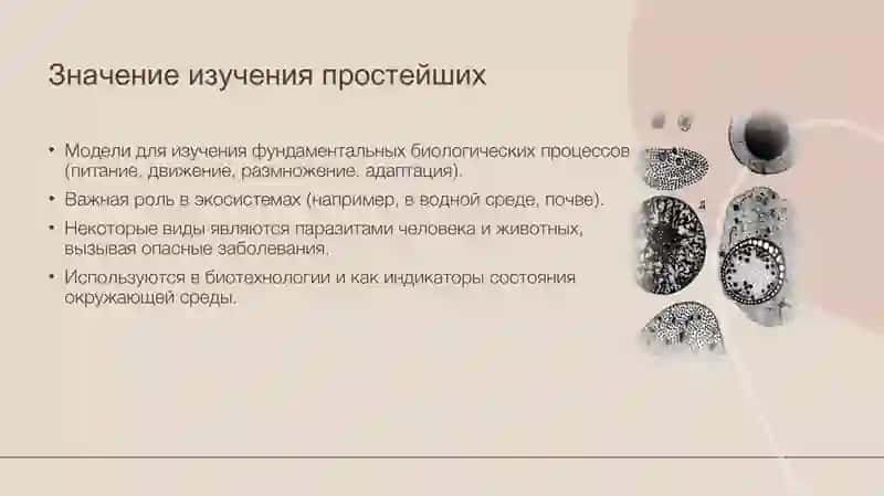 Простейшие животные. Их морфология, строение и методы изучения. 3