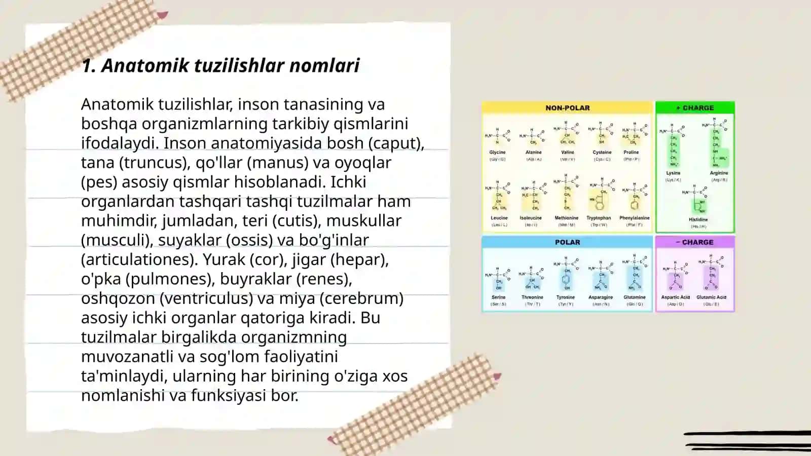 Anatomik va Gestalogik naminaklaturada tibbiyot terminlari 3