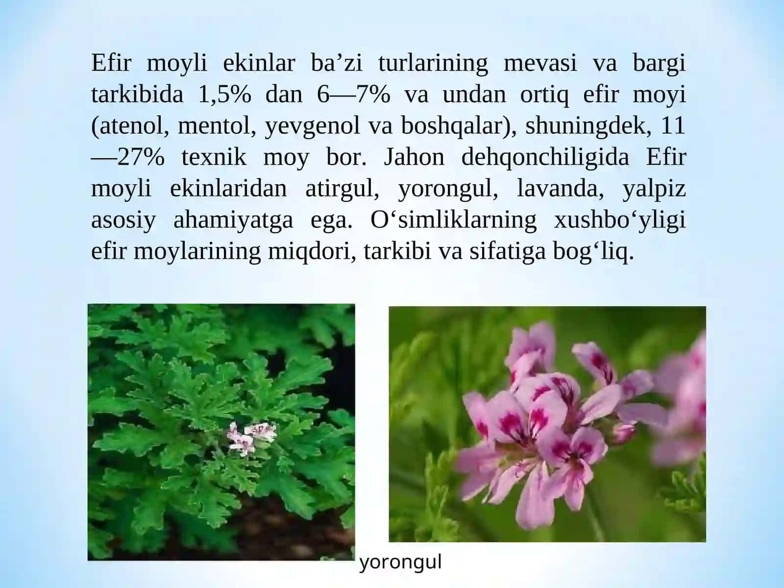 TARKIBIDA EFIR MOYLAR BO‘LGAN DORIVOR O‘SIMLIKLAR XOM ASHYOSINI STANDARTLASHVA SERTFIKATLASH 3