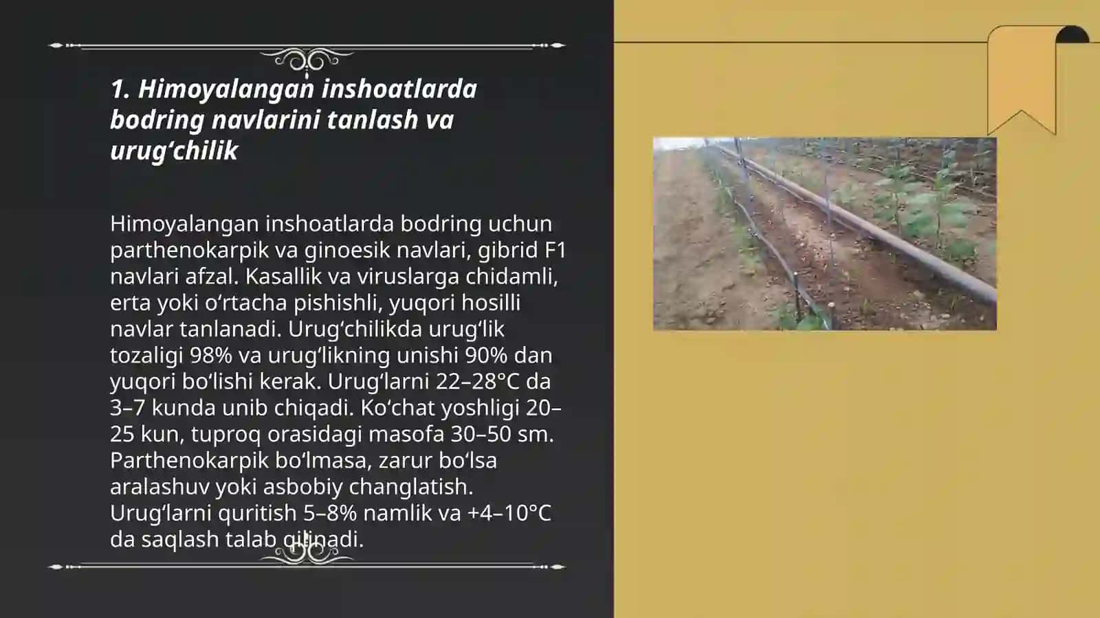 Himoyalangan inshoatlarda bodring yetishtrish texnalogiyasi 3
