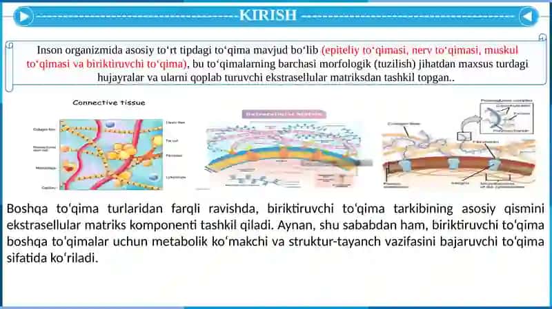 Hujayra  va Hujayradan  tashqi matriks orasidagi munosabatlar 3