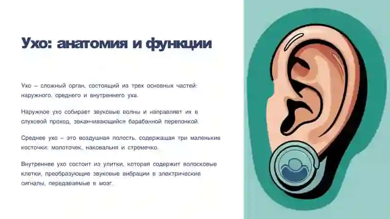 Слух биофизика элементы. Кохлеарный имплантaтция основы 3