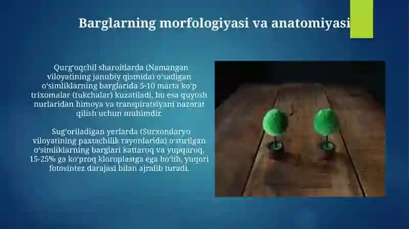 Barglarning morfologiyasi va anatomiyasi 3