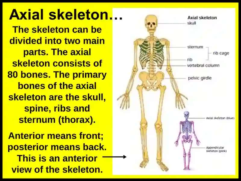 Skeletal system 3