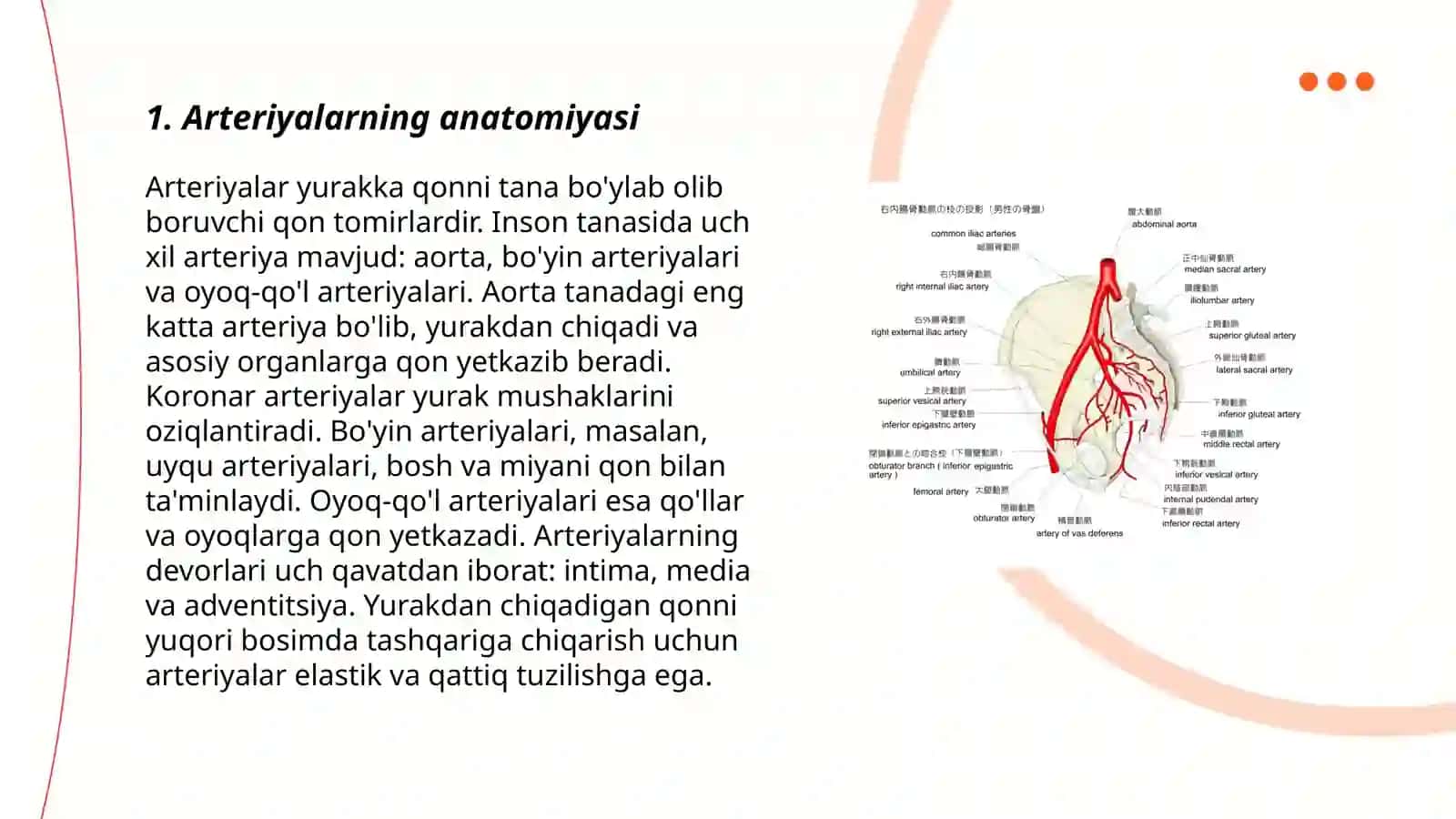 Arteriyalarning tarqalish qonuni 3