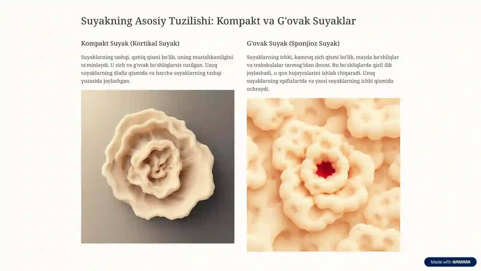 Suyaklarning Tuzilishi va Turlari: Keng Qamrovli Ko'rib Chiqish 3