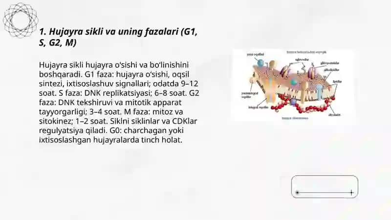 Hujayraning oʻsishi va ixtisoslashuvini organism 3
