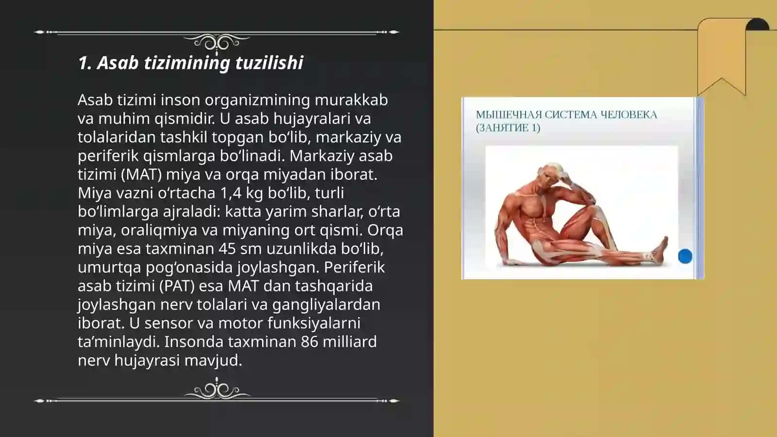 Nerv-mushak tizimining umumiy maʼlumotlari 3