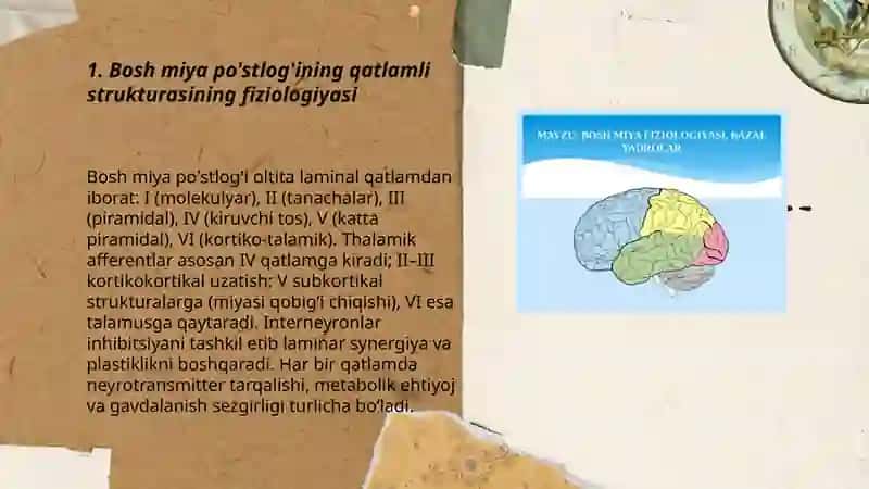 Bosh miya yarim sharlar po'stlog'ining fiziologiyasi 3