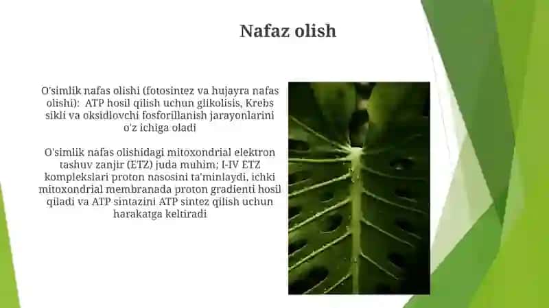 Oʻsimliklarni oʻsish va rivojlanish fiziologiyasi 3