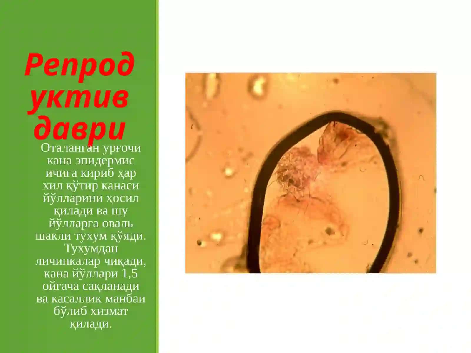 Қўтир канаси (Sarcoptesscabiei) 3