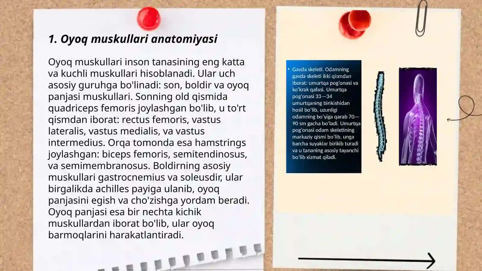 Oyoq muskullari tuzulishi va funksiyasi 3