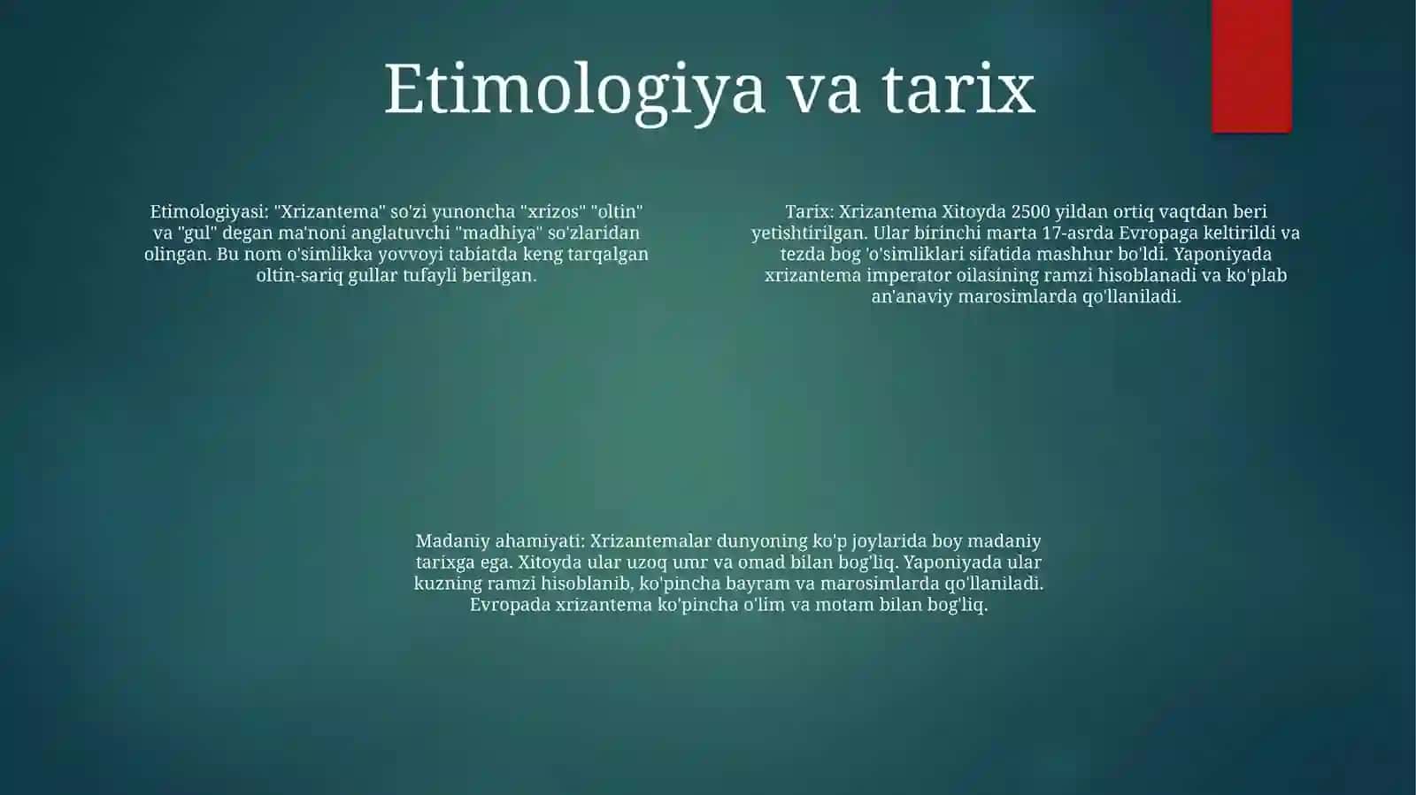 Xrizantema 3