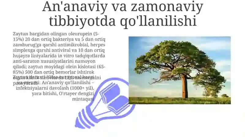 Zaytun daraxti bioekologik xususiyatlari va dorivorlik xususiyatlari 3