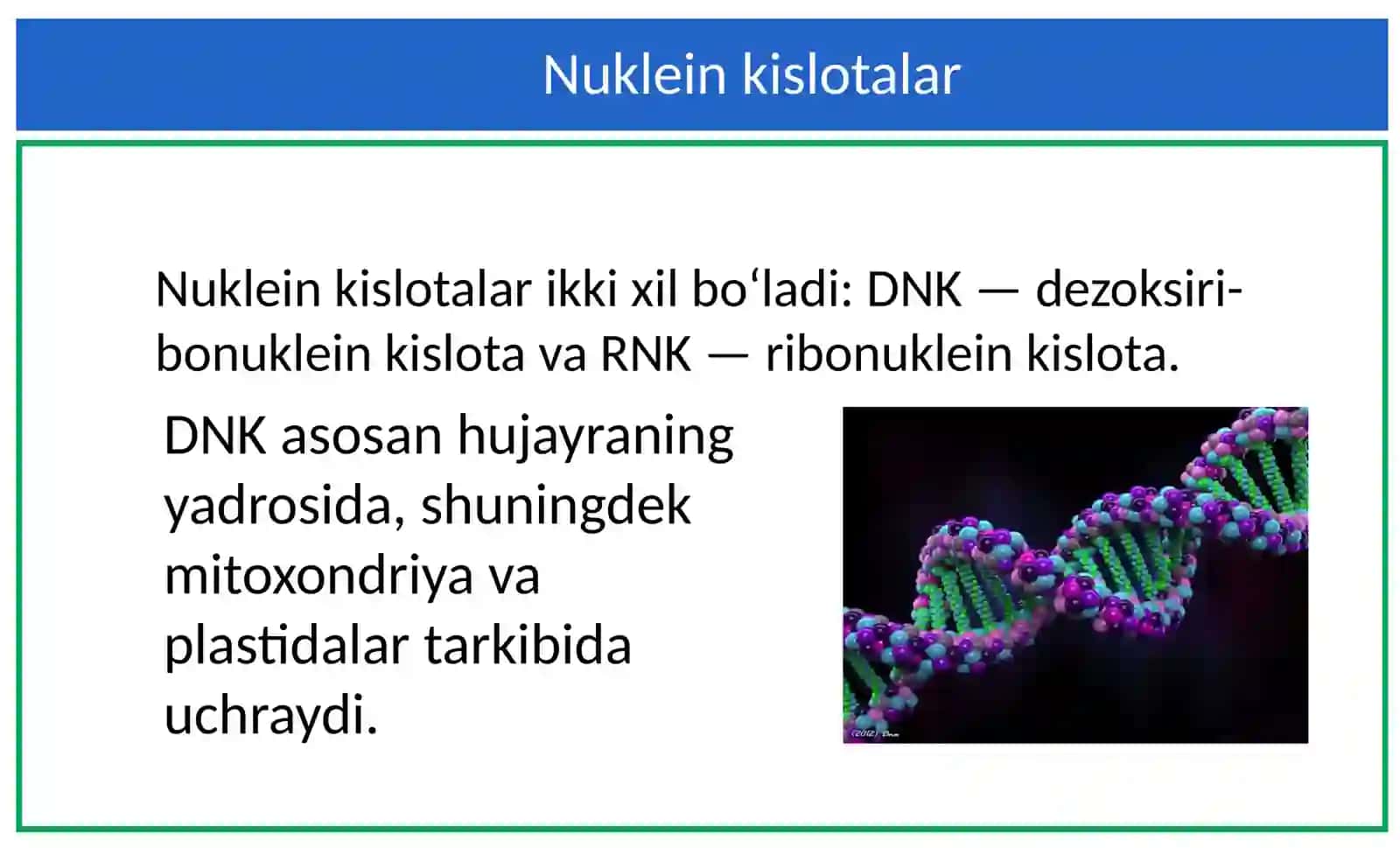 Nuklein kislotalar. Nukleotidlar. DNK 3