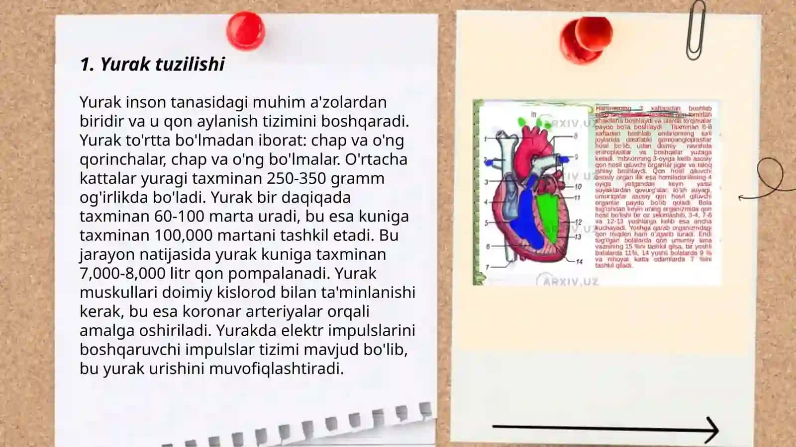 Yurak qon tomirlarining tuzilishi va fiziologiyasi 3