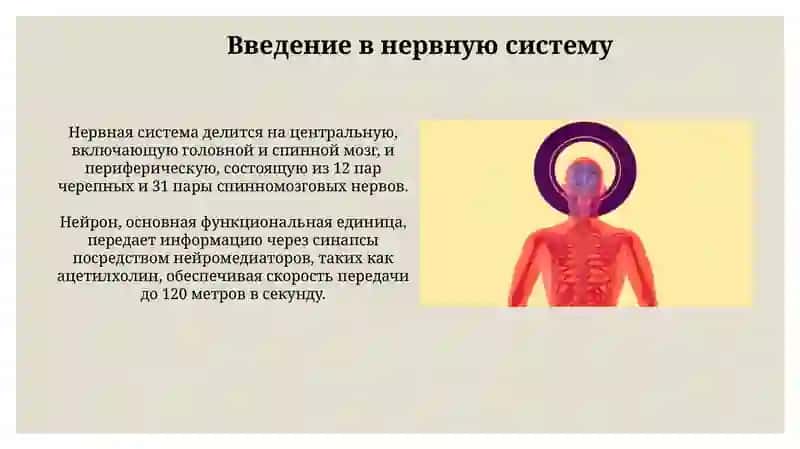 Nerv sistemasi va uning ichki tuzilishi 3