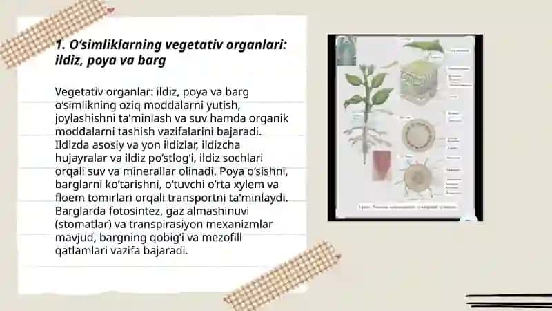 O‘simliklarning vegetativ organlari 3