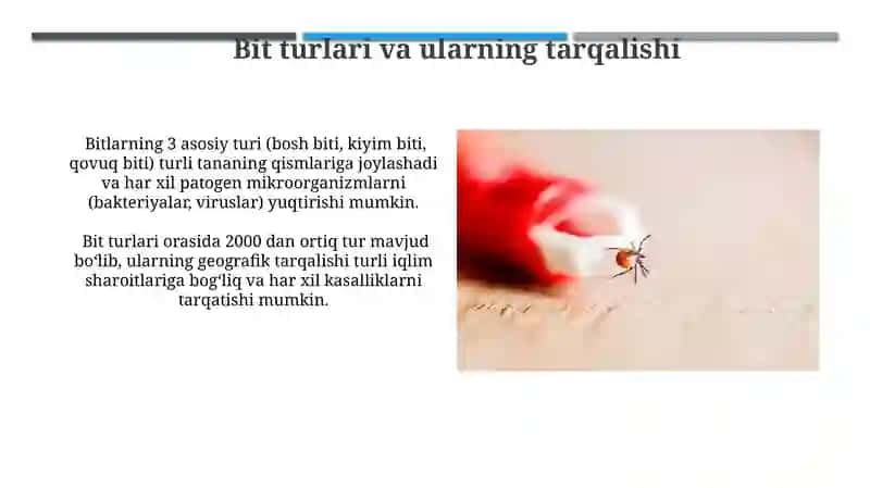 Bit Burga Suvaraklar va Pashsha Chivinlar 3