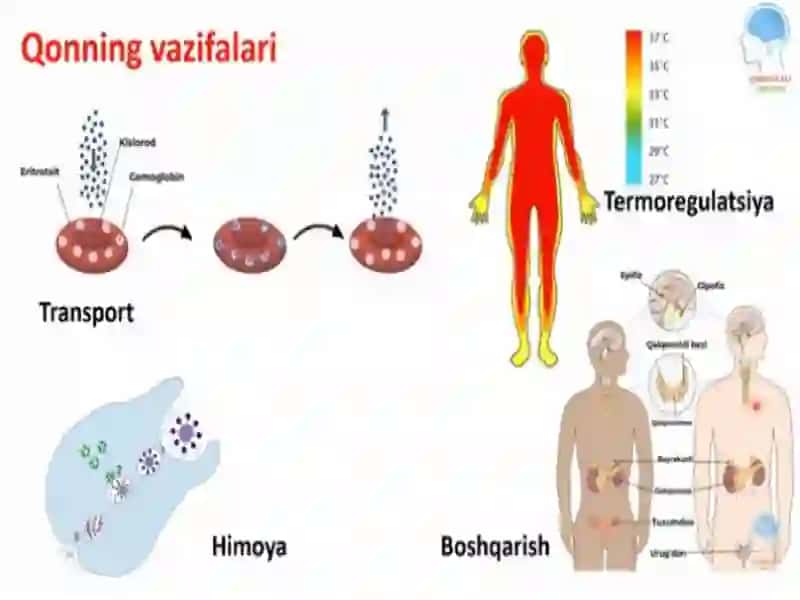 Yoshlarfiziologiyasi va gigiyena 3