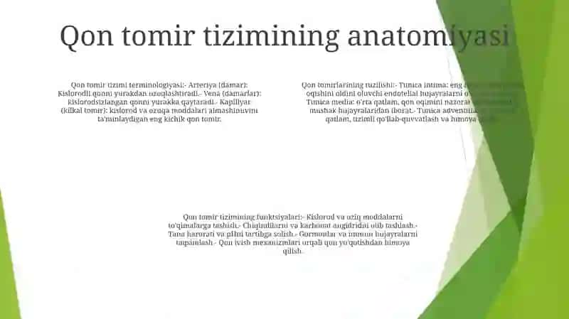 Qon Tomirlari Sistemasi 3