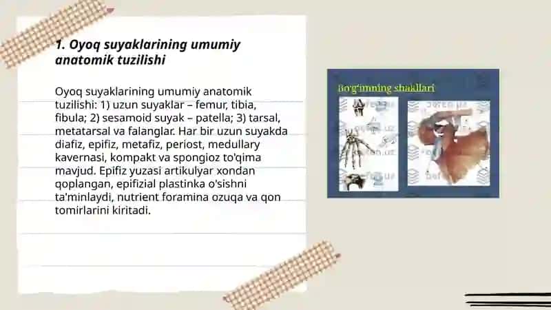 Oyoq suyaklarining tuzilishi va birikishi 3