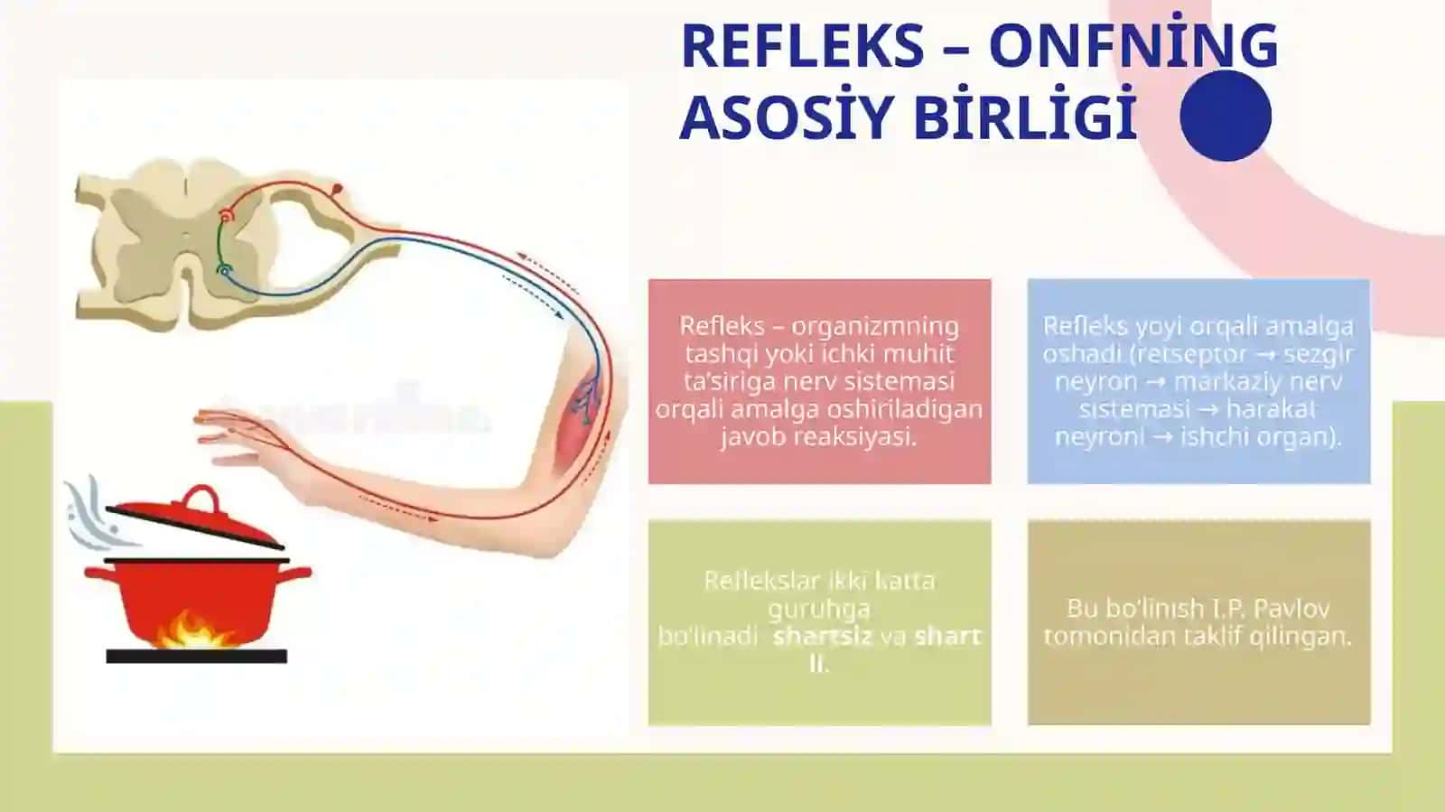 Oliy nerv faoliyati – organizmning atrof-muhitga moslashuvining asosi 3
