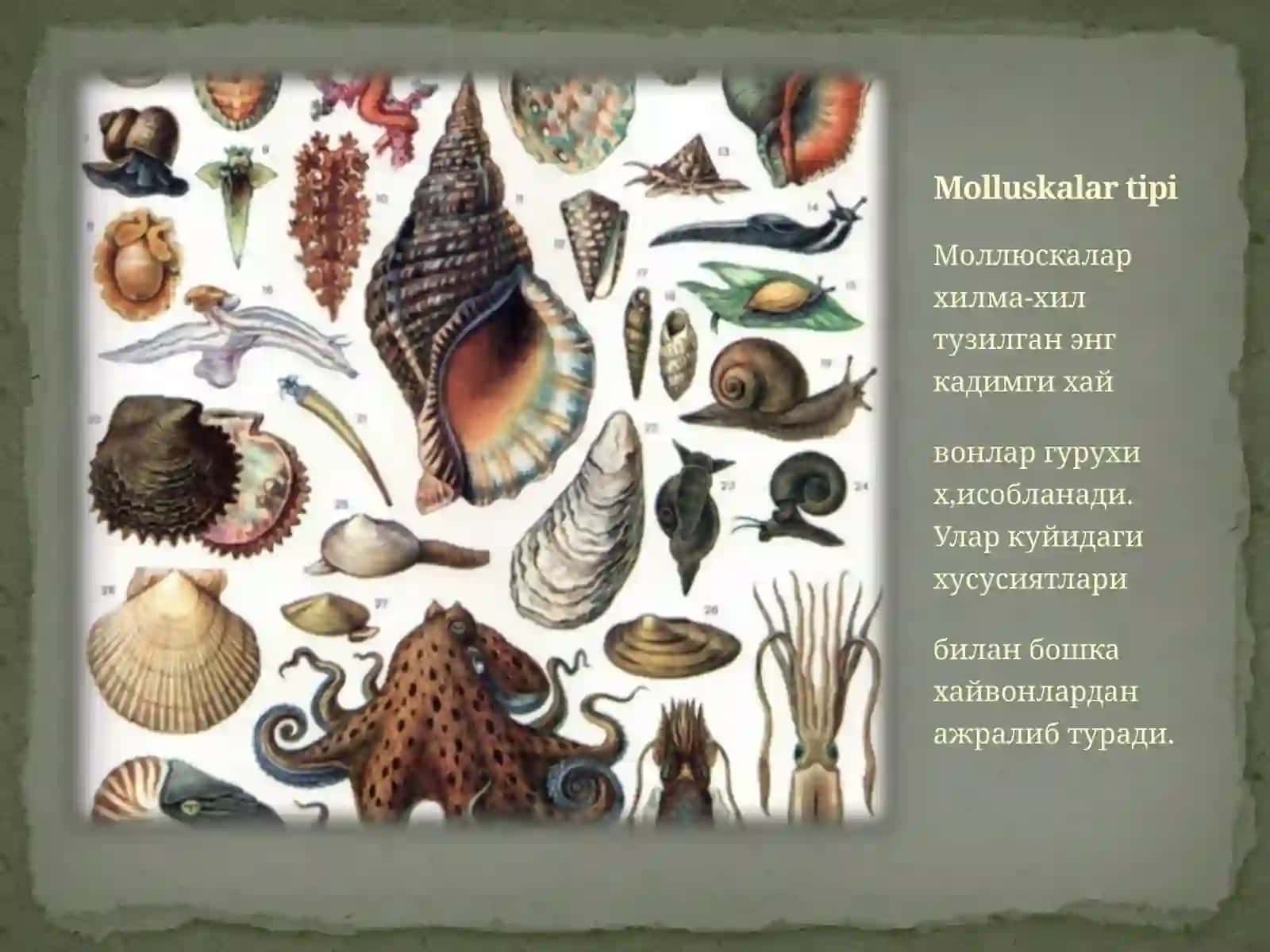 Molluskalar tipi haqida umumiy maʼlumot 3
