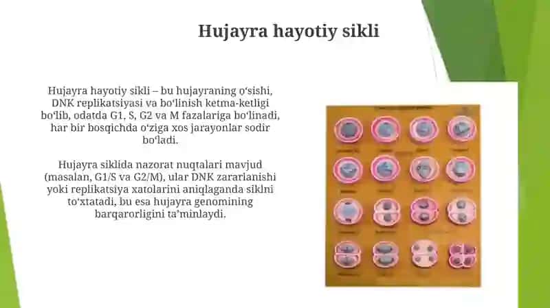 Hujayraning hayotiy sikli Mitoz va Meyoz 3