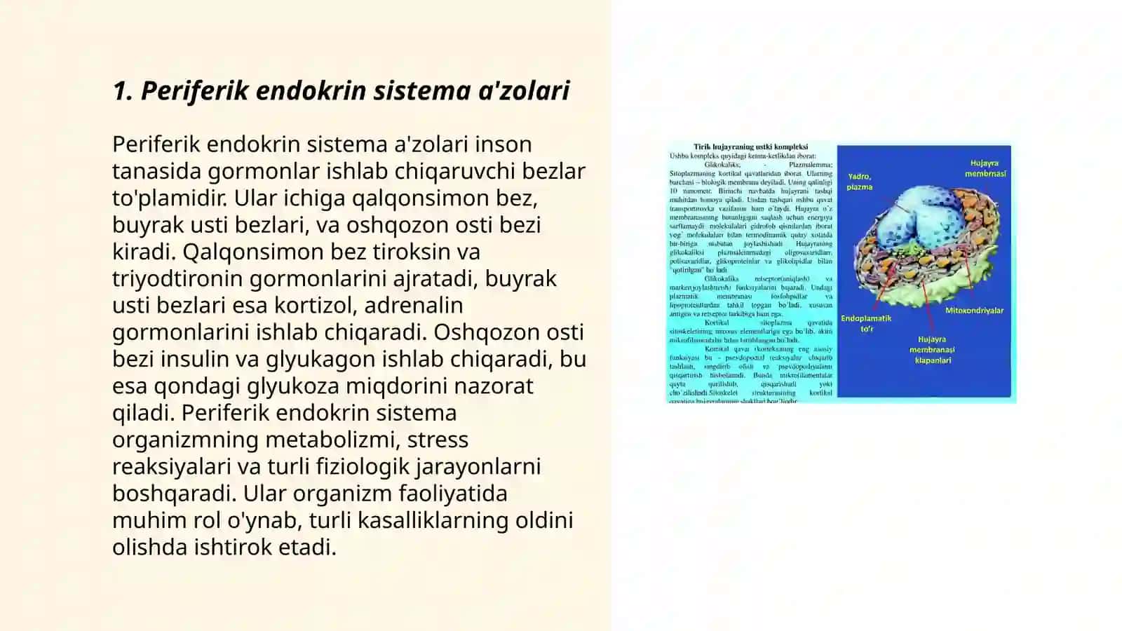 Periferik endokrin sistema aʼzolar.Qalqonsimon bez tuzilishi rivojlanishi 3