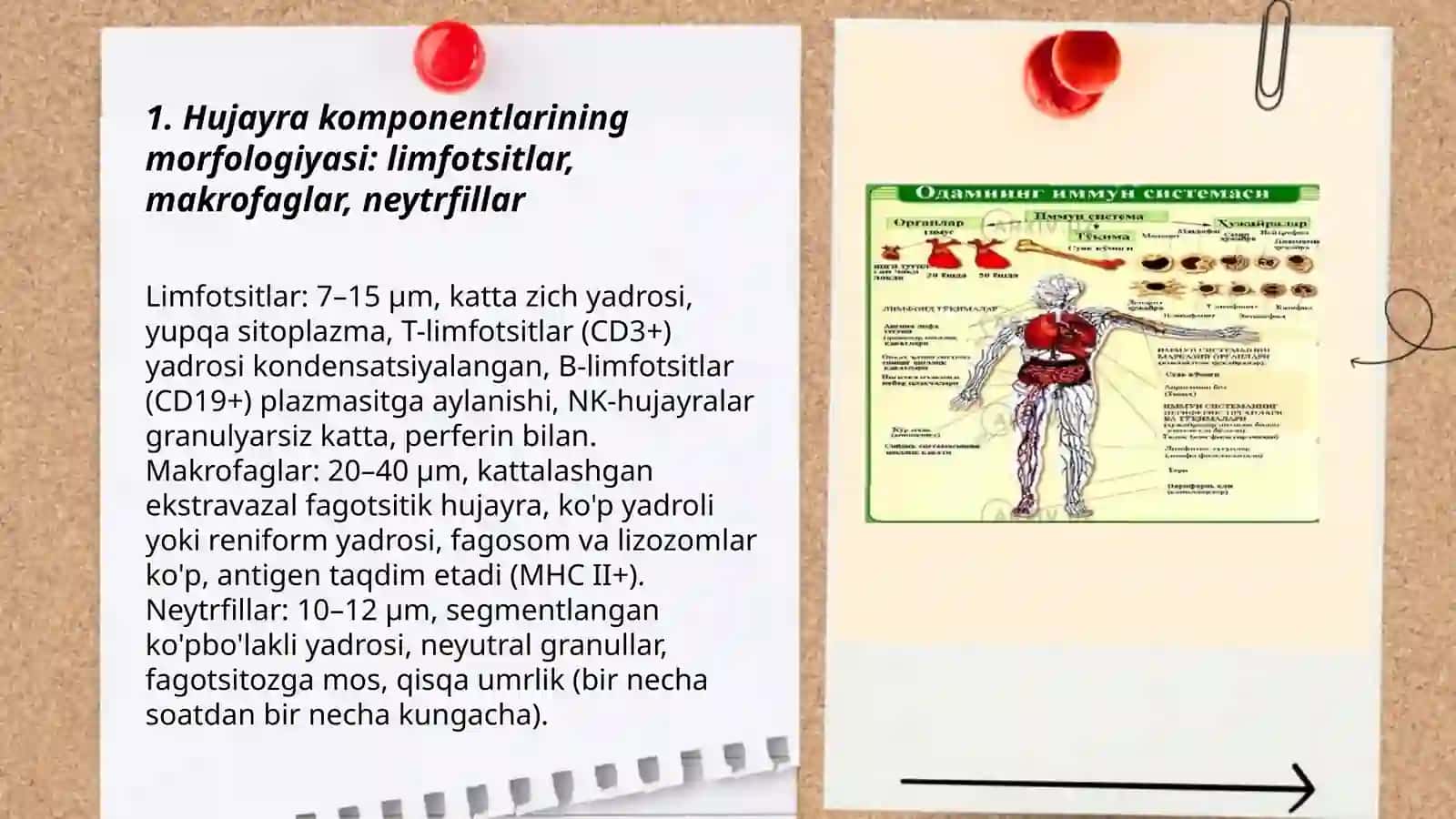 Immun-himoya reaksiyalarining morfologik asoslari 3