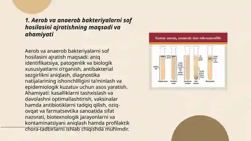 Aerob va anaerob bakteriyalarni sof hosilasini ajratish 3