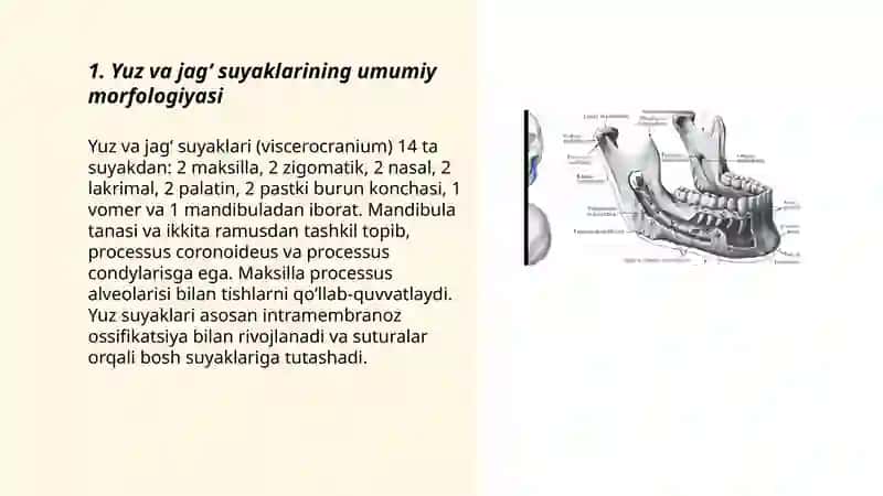 YUZ VA JAGʻ SUYAKLARI ASTEOLOGIYASI 3