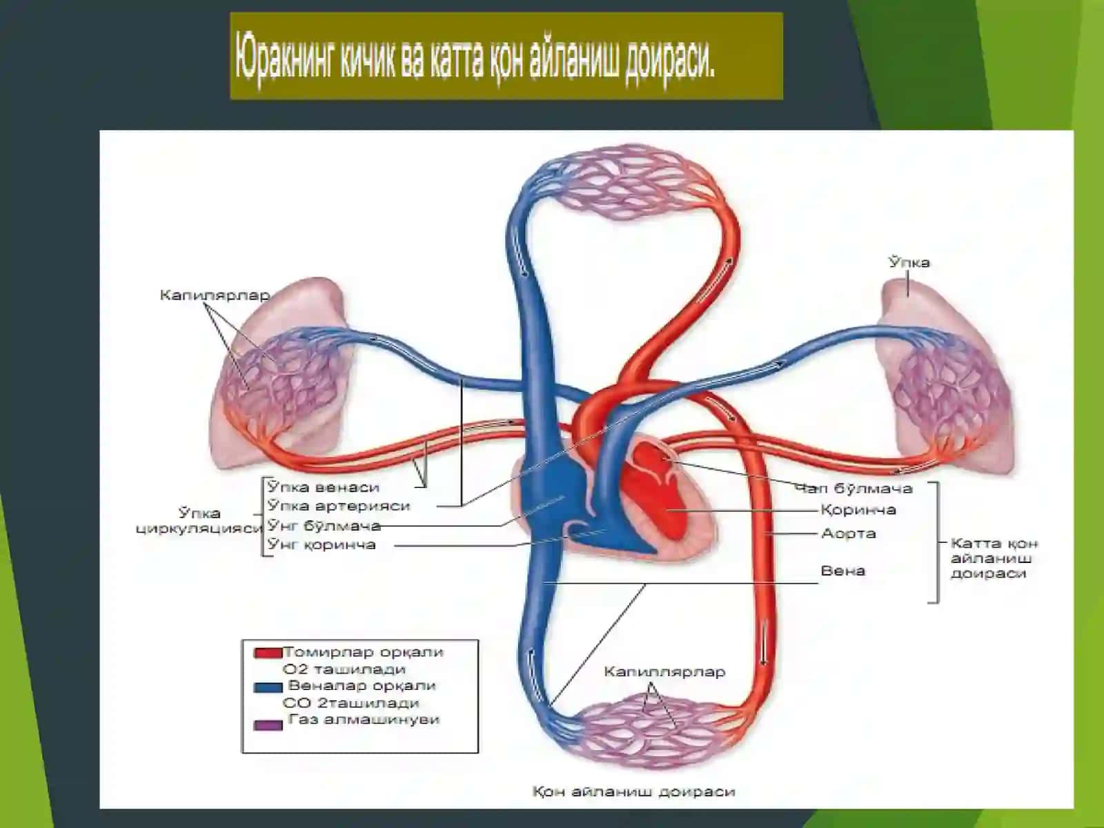 ЮРАК ҚОН-ТОМИРЛАР СИСТЕМАСИ 3