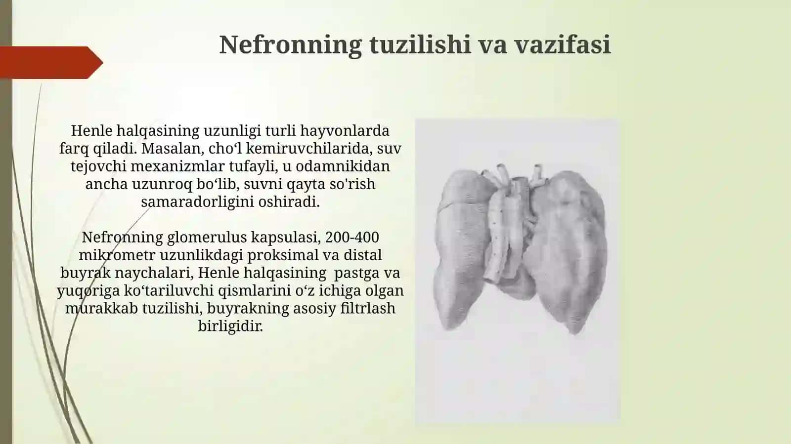 Buyrakning tuzilishi va vazifalari 3