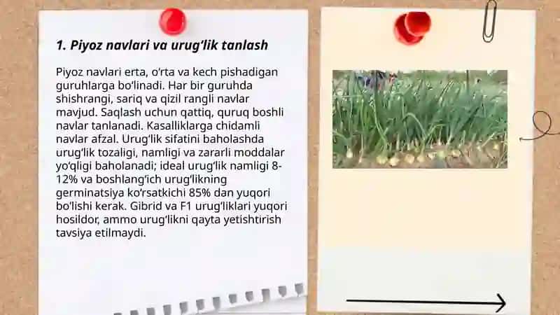 Piyoz yetishtirish texnologiyasi 3