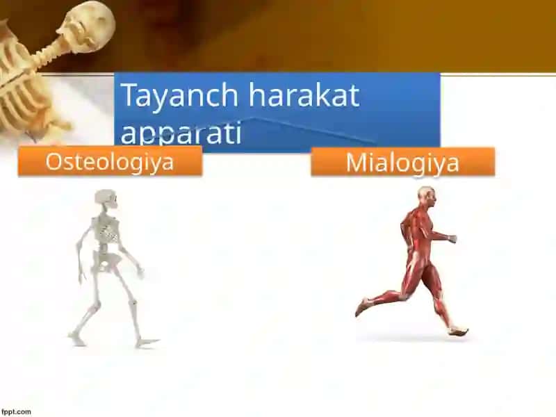 Tayanch-harakat tizimi va uning yoshga bog’liq xususiyatlari 3