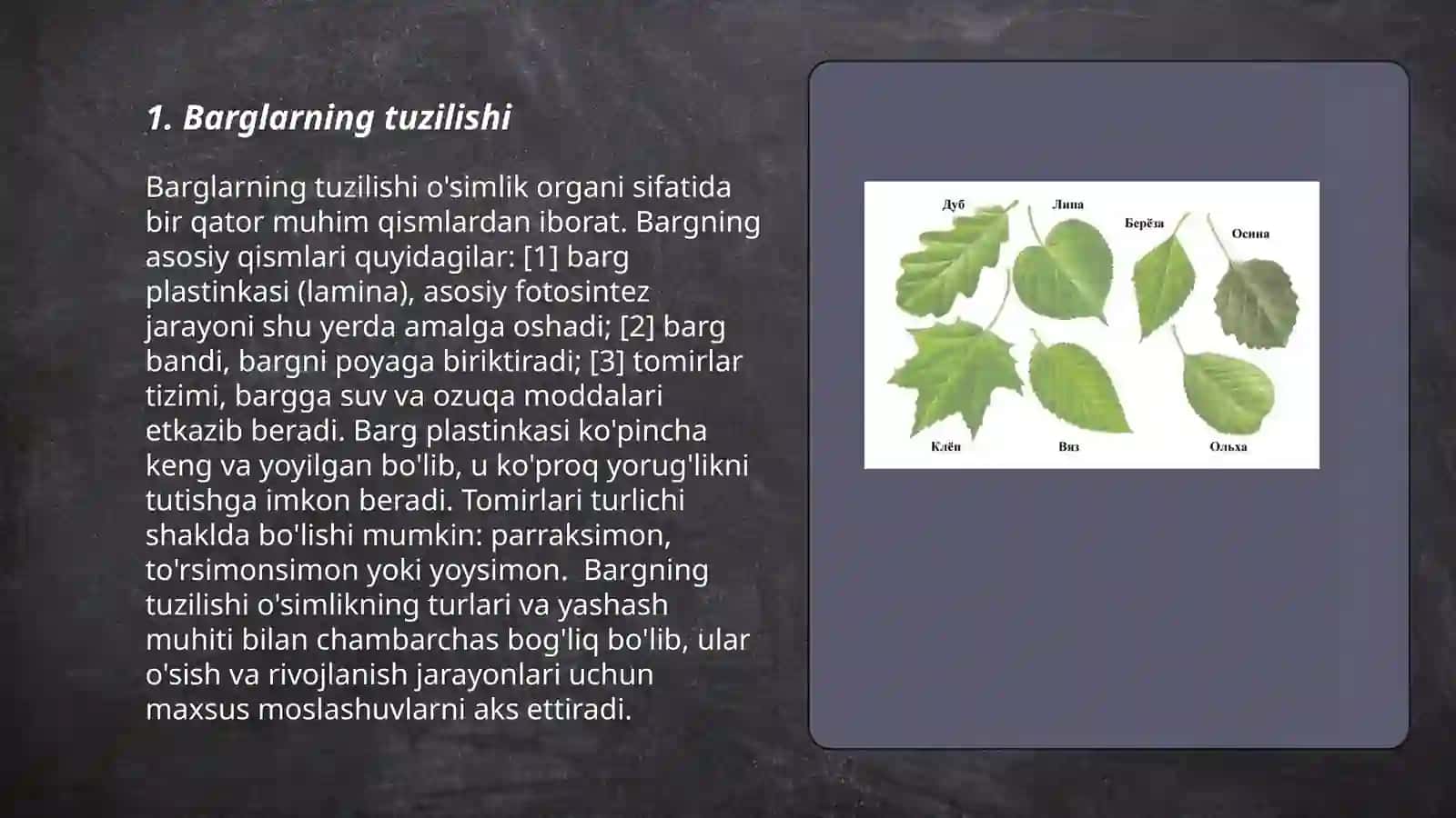 Barg va uning vazifalari 3