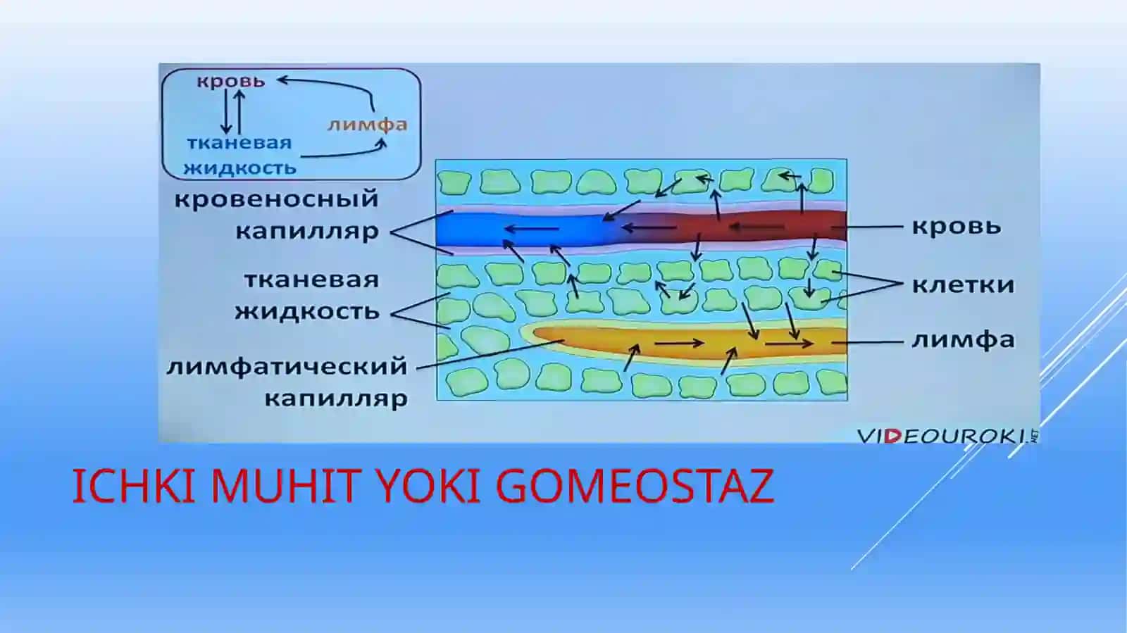 Ichki muhit - Qon biologiyasi 3