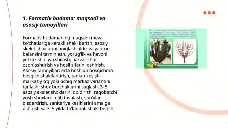Meva koʻchatlariga shakil berish 3