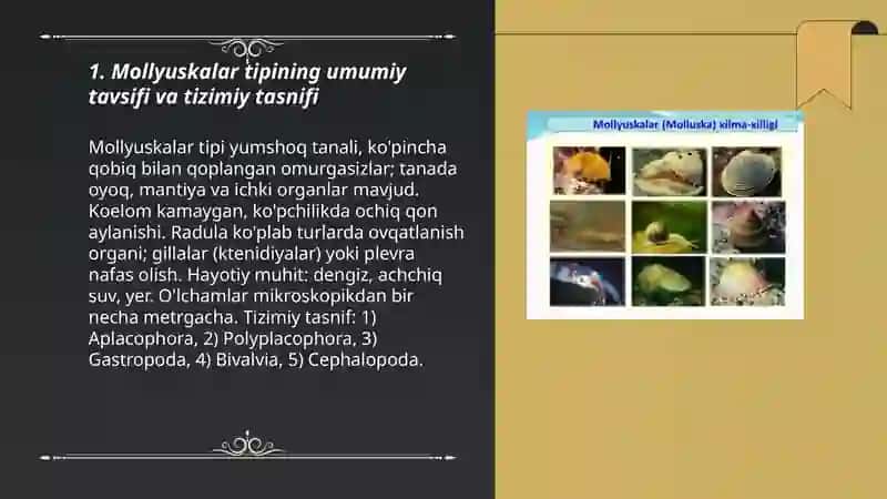 Mollyuskalar (Mollusca) tipi 3